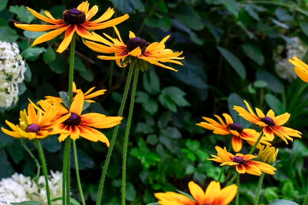 Yellow flowers closeup in the garden