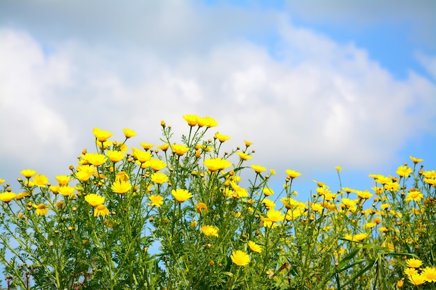 Yellow flowers under a cloudy sky