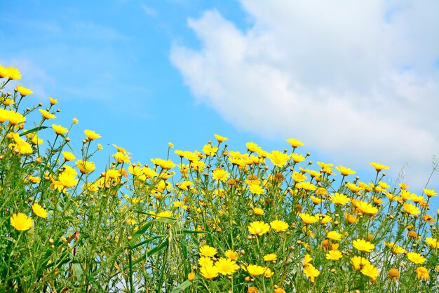 Yellow flowers under a cloudy sky