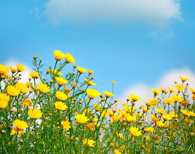 Yellow flowers under a cloudy sky