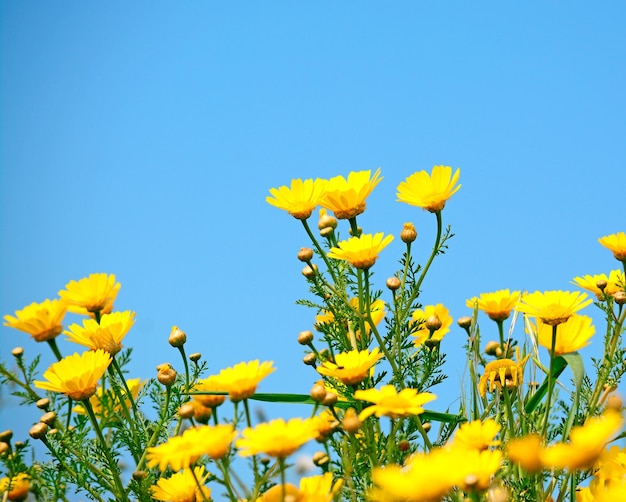 Yellow flowers under a cloudy sky