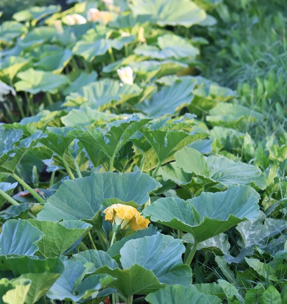 Yellow flowers of cucumber in the greenhouse