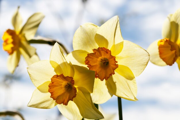 Yellow flowers of daffodils during flowering