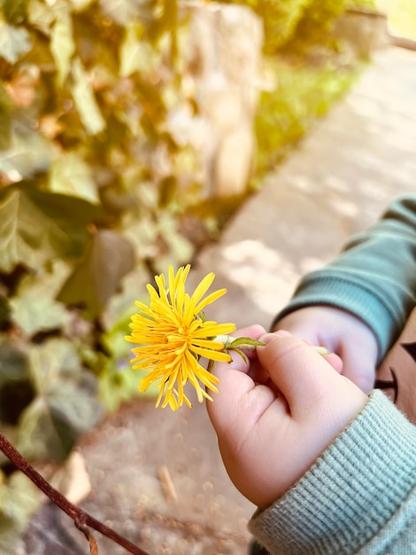 Foto fiori gialli dente di leone nelle mani dei bambini primavera messa a fuoco selettiva