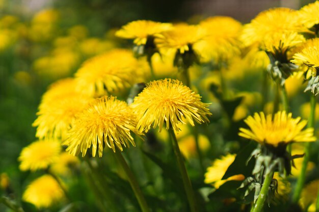 Yellow flowers of dandelion in meadow at sunny spring day Taraxacum officinale medicinal plant