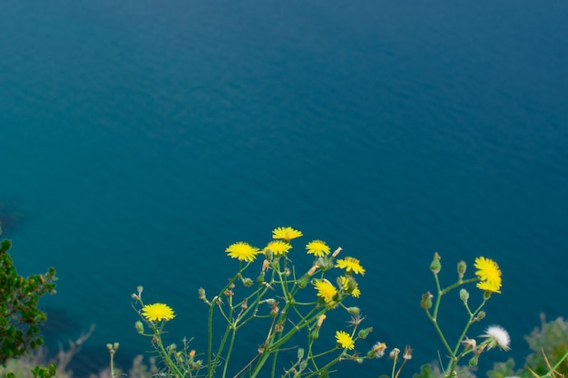 海の青い表面の背景にタンポポの黄色い花、テキストの場所。自然な背景。