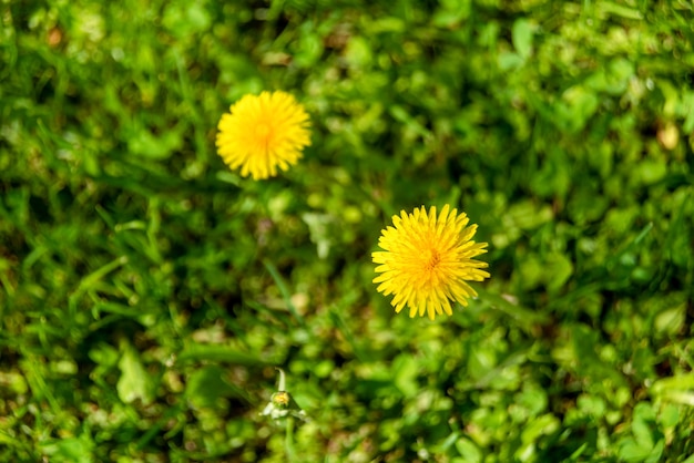 Yellow flowers of dandelions in green backgrounds. Spring and summer background.