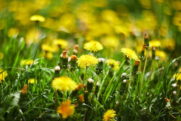 Yellow flowers of dandelions in green backgrounds Spring and summer background