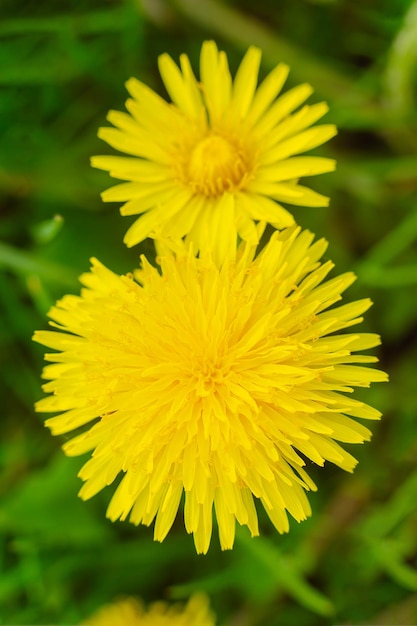 Yellow flowers of dandelions in green backgrounds Spring and summer background
