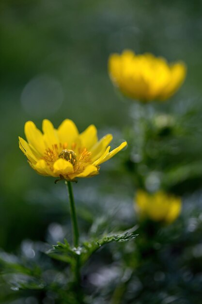 Yellow flowers on a dark green background Natural background with selective focus