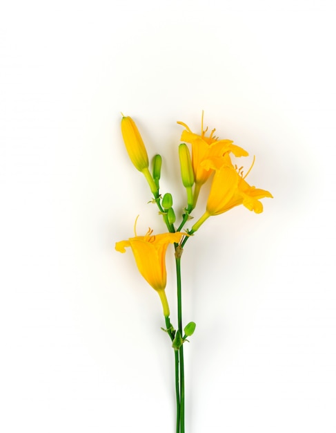 Yellow flowers Daylily on white