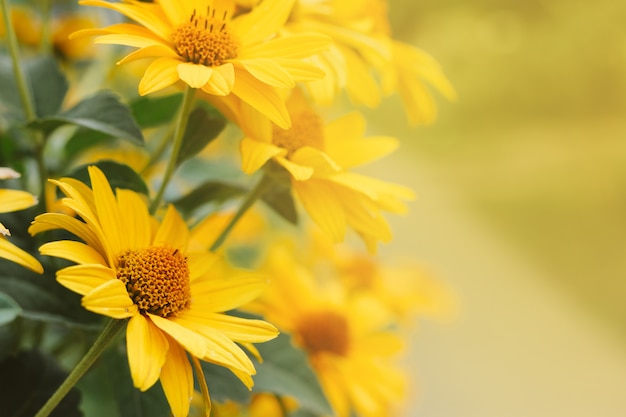 I fiori gialli dell'echinacea hanno offuscato il fondo del bokeh con copyspace