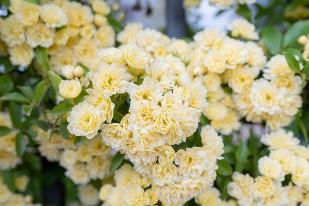 Yellow flowers on a fence spring concept