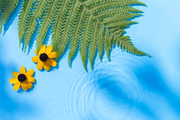 Yellow flowers, fern leaf on a blue water background under natural light. Top view, flat lay.