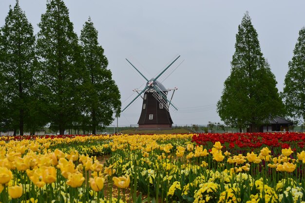 Yellow flowers on field against sky