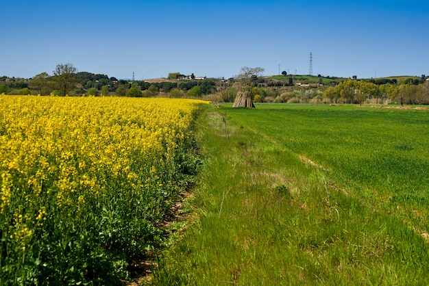 Yellow flowers field under blue sky.