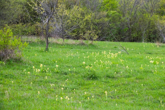 Photo yellow flowers field green and yellow color