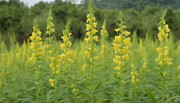 yellow flowers in the field the wind is blowing in the wind