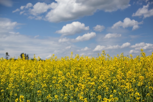 Giacimento di fiori gialli con il paesaggio del cielo blu