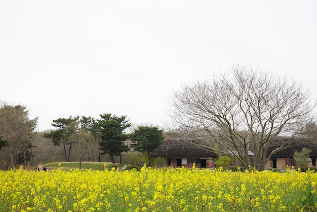 집을 가진 노란 꽃밭