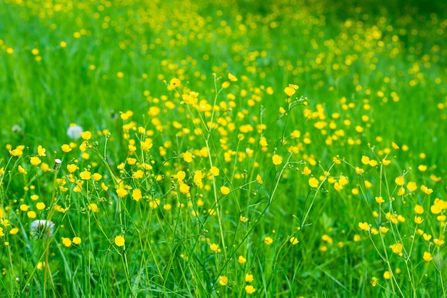 Yellow flowers field