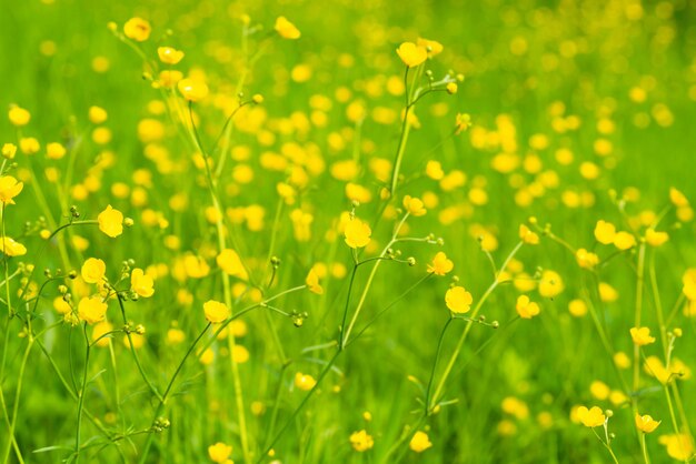 Желтые цветы поле