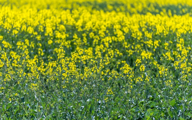 Yellow flowers in field