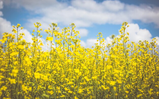 Yellow flowers in field