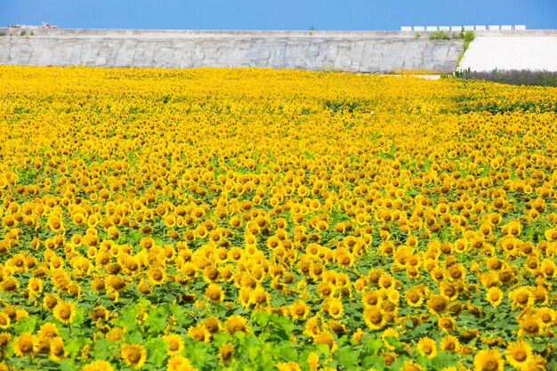 Yellow flowers on field