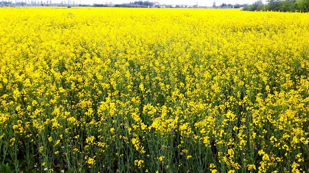 Yellow flowers in field