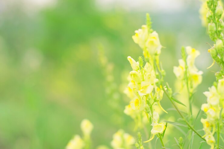 Photo フィールドに黄色の花