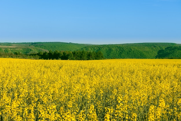 Photo yellow flowers field