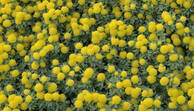 yellow flowers in the field