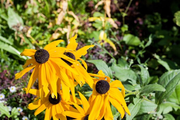 Yellow flowers in the flowerbed close up