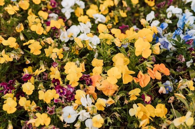 Yellow flowers in the flowerbed