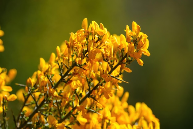 Yellow flowers in the foreground in spring