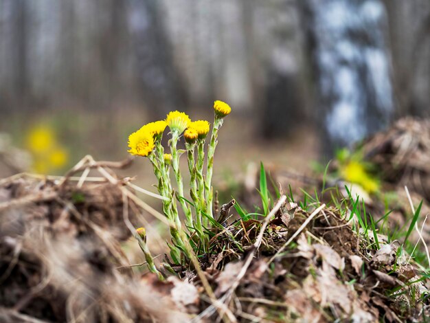 Yellow flowers in the forest The concept of nature ecology