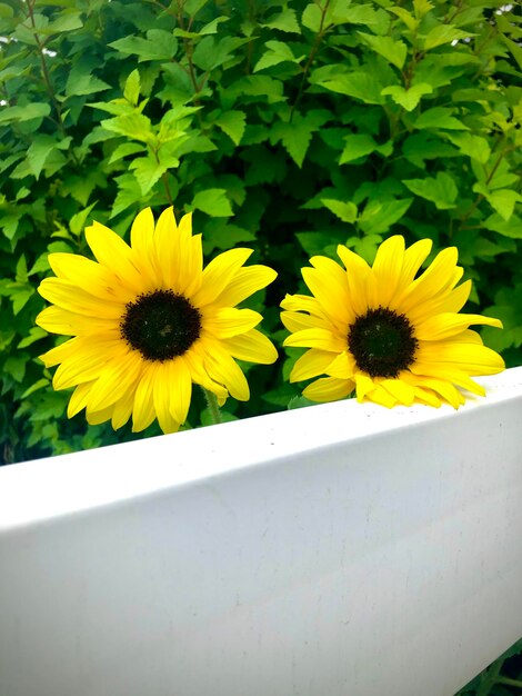 Yellow flowers in garde