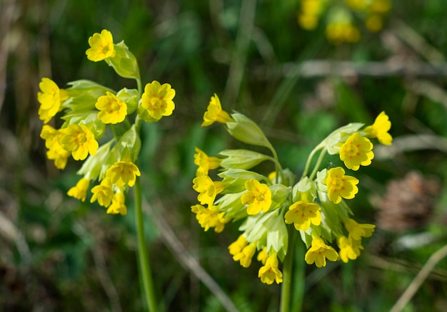 Yellow flowers in the garden in springtime