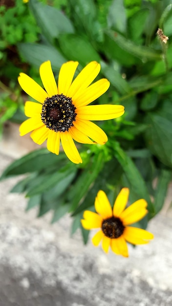 yellow flowers in the garden