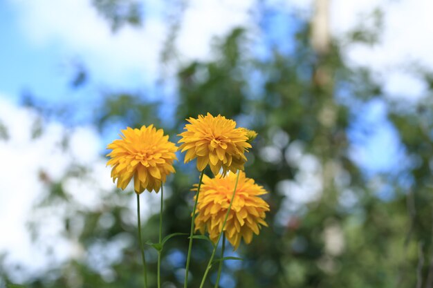 庭の黄色の花