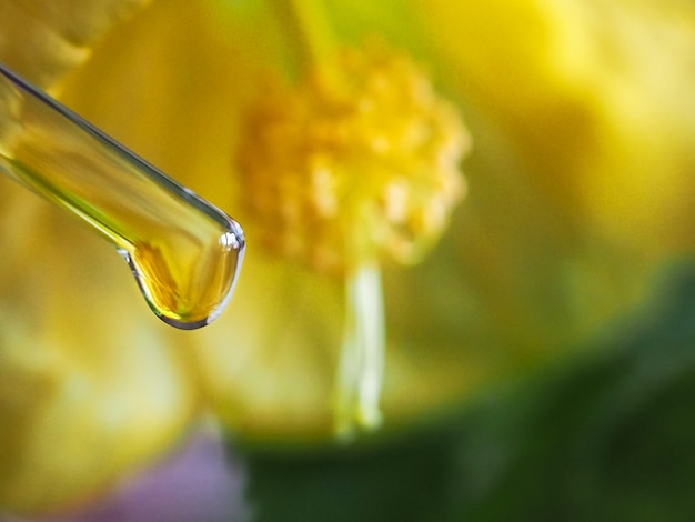 Photo yellow flowers and glass vial with essential oil.