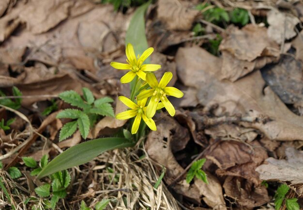 Yellow flowers goose onion Gagea lutea near with green leaves