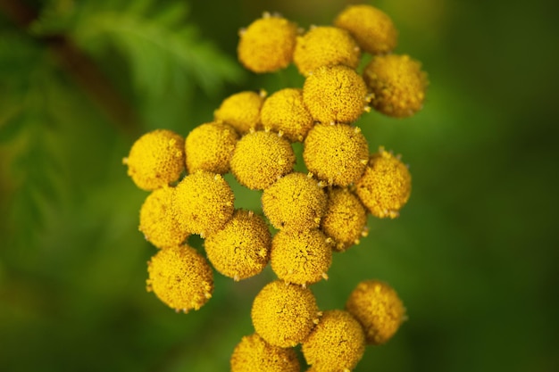 緑の背景に黄色の花