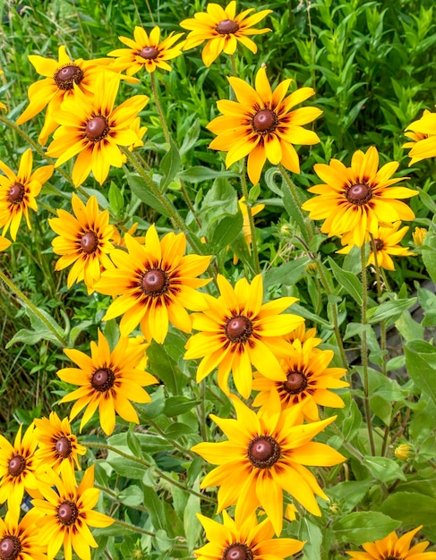 Yellow flowers on a green backgroundRudbeckiaNatural natural background