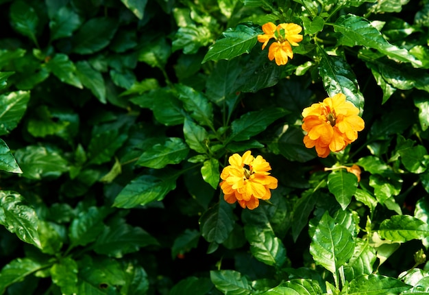 Yellow flowers on green bush background