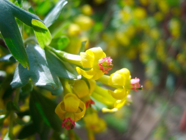 Yellow flowers in green foliage photo