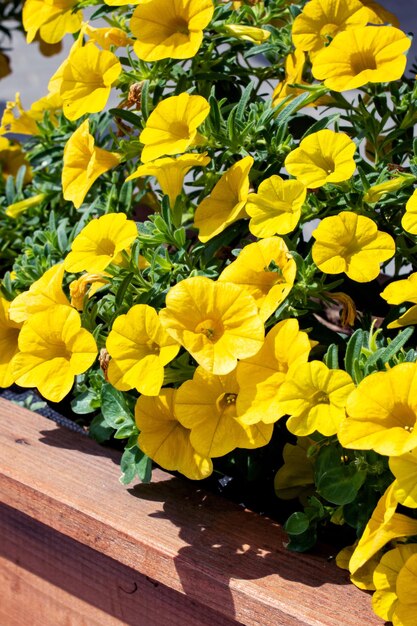 木製の花壇の緑の葉の間の黄色い花