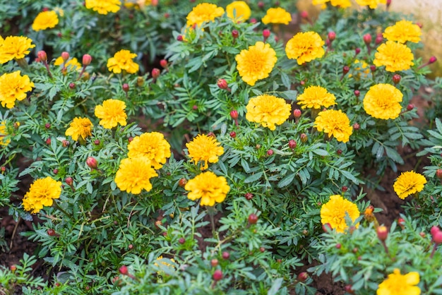 Yellow flowers and green leaves