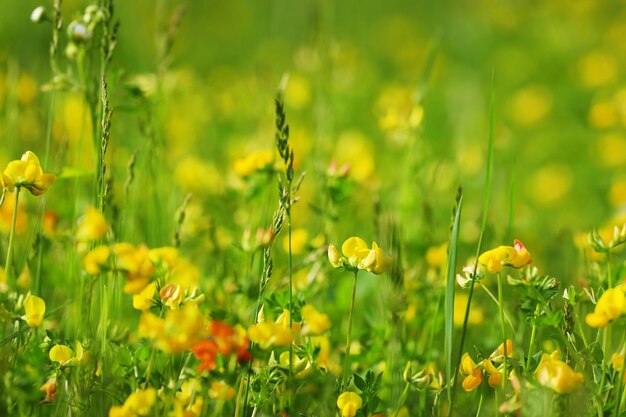 緑の牧草地に黄色い花